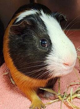 Rescue Guinea Pig Guinea Pigs for Adoption in Bellingham, Washington - Orion | PetCurious
